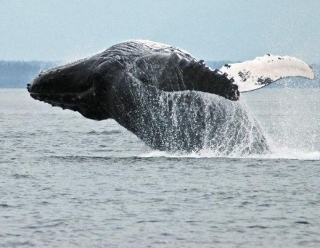 Whale watching 